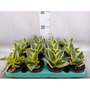 Sansevieria trifa. 'Hahnii'