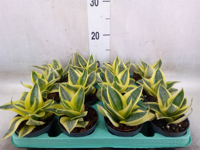 <h4>Sansevieria trifa. 'Hahnii'</h4>