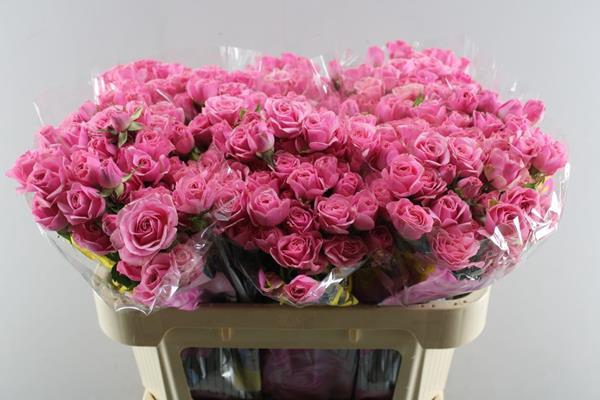 <h4>R Tr Pink Boom L70</h4>