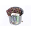 Ajuga reptans Burgundy Glow