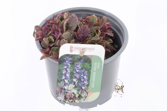 Ajuga reptans Burgundy Glow