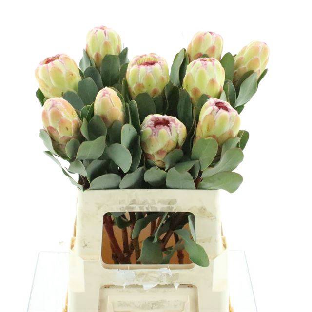 <h4>PROTEA GRANDICOLOR</h4>