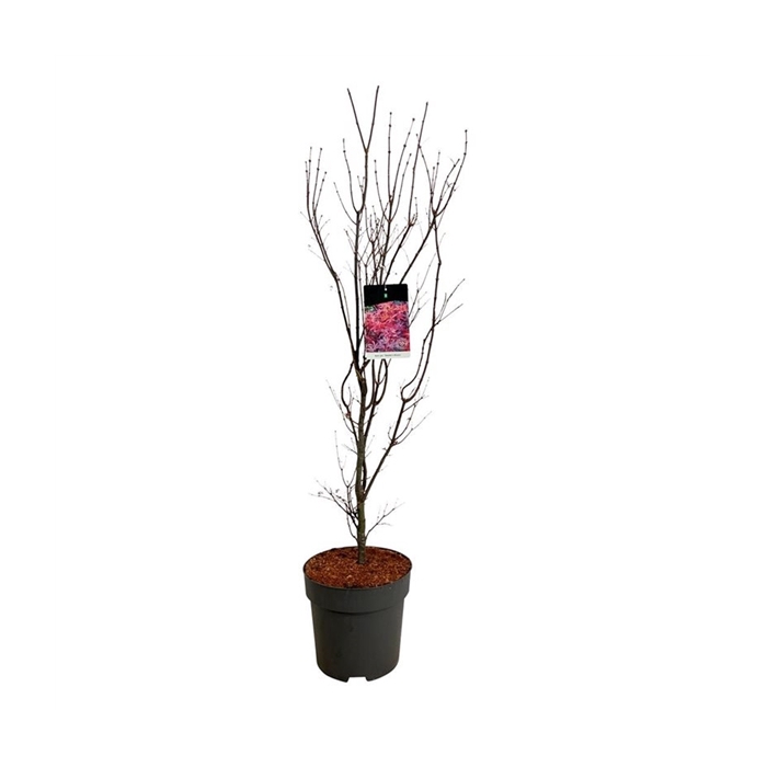 <h4>Acer pal. 'Skeeter's Broom'</h4>