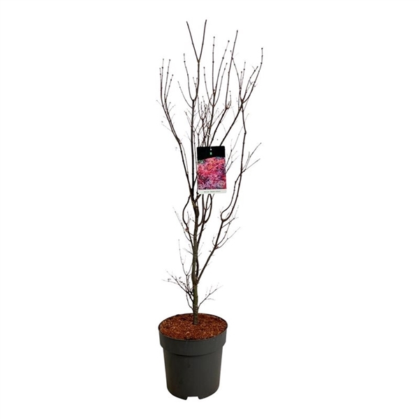 <h4>Acer pal. 'Skeeter's Broom'</h4>