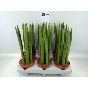 Sansevieria cyl.  ...