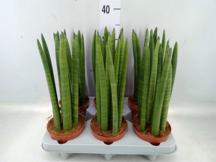 <h4>Sansevieria cyl.  ...</h4>