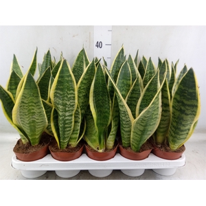 Sansevieria trifa. 'Futura Superba'