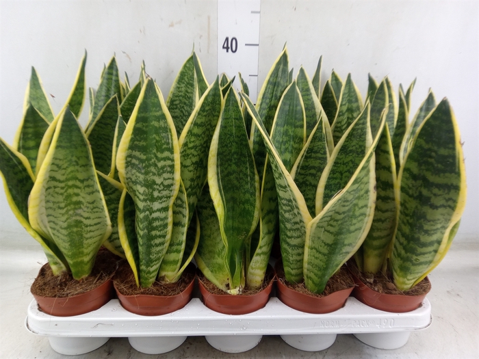<h4>Sansevieria trifa. 'Futura Superba'</h4>