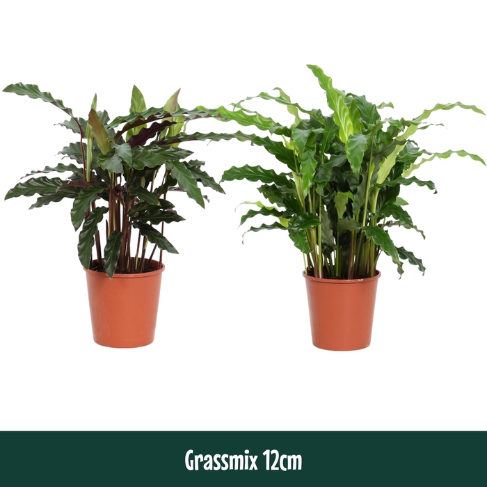 <h4>Calathea 12cm Grassmix - Living</h4>