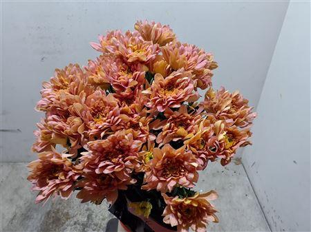 Chr T Baltica Salmon