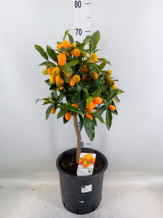 <h4>Citrus   ...</h4>