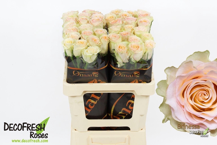 <h4>R Gr Brinessa</h4>