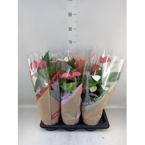 Anthurium   ...mix 4