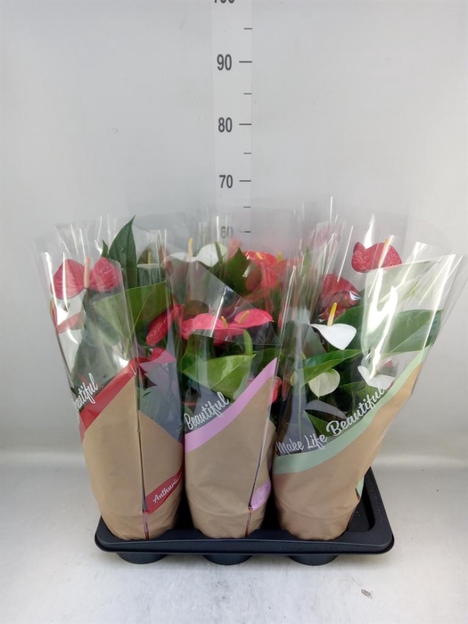 <h4>Anthurium ...mix 4</h4>