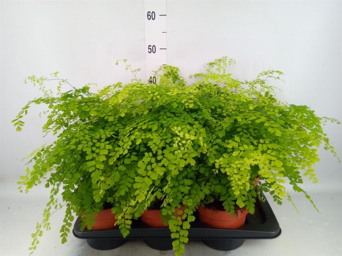 <h4>Adiantum raddi. 'Fragrans'</h4>