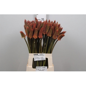 Kniphofia Alcazar
