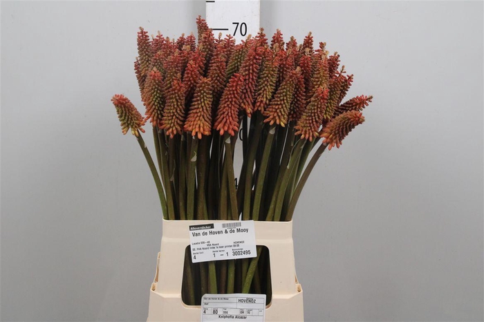<h4>Kniphofia Alcazar</h4>