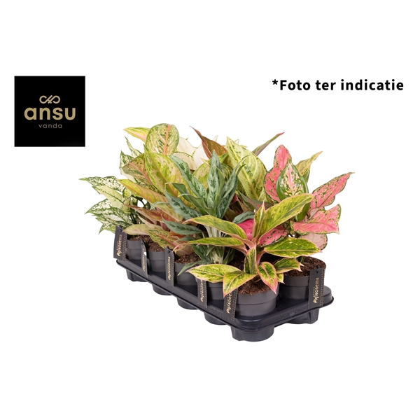 <h4>Aglaonema Mix Exclusive x10 P12</h4>