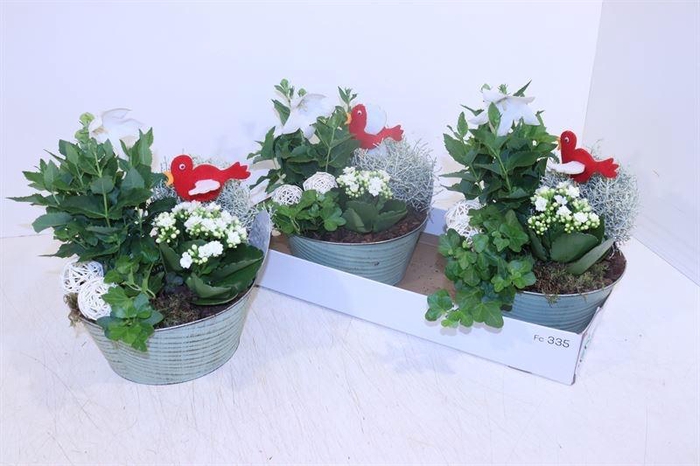 <h4>ARR TUINPLANTEN</h4>