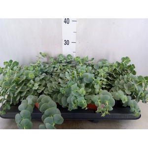 Sedum sieboldii