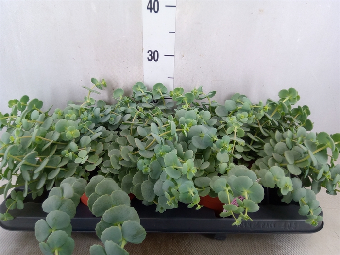 <h4>Sedum sieboldii</h4>