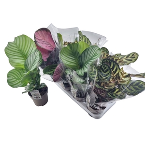 Calathea   ...mix 5