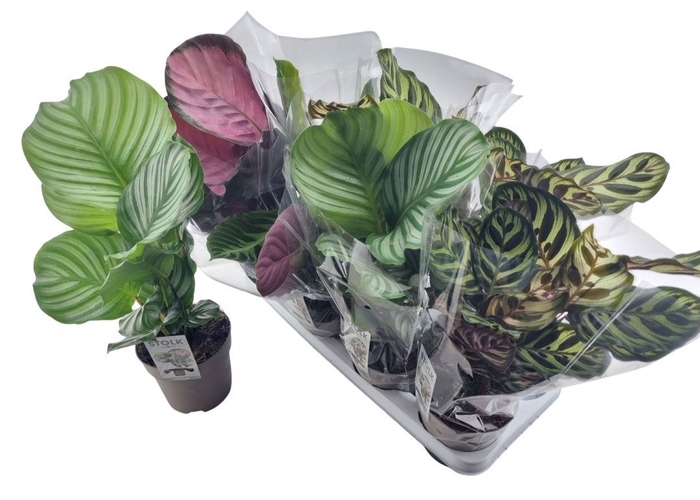 <h4>Calathea   ...mix 5</h4>