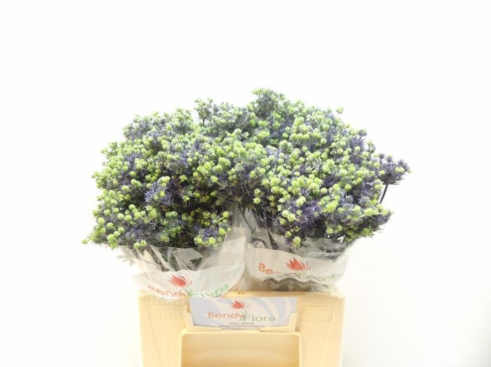 <h4>ERYNG PL MAG PURP ST</h4>