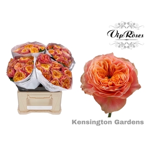 R GR KENSIN GARDENS!