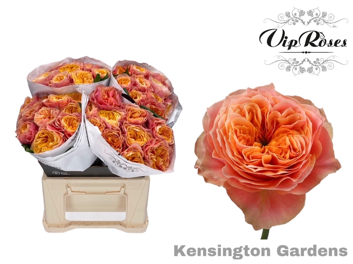 R GR KENSIN GARDENS!