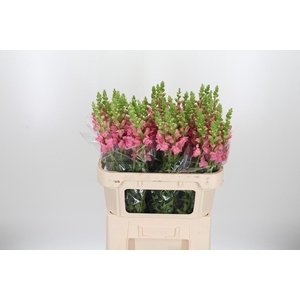 Antirrhinum Po Pink
