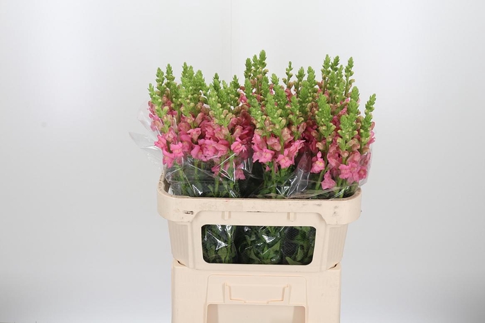 <h4>Antirrhinum Po Pink</h4>