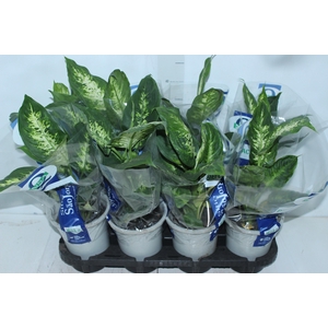 DIEFFENBACHIA VARIADO P15