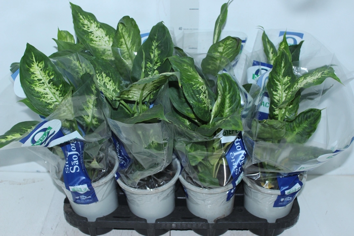 <h4>DIEFFENBACHIA VARIADO P15</h4>