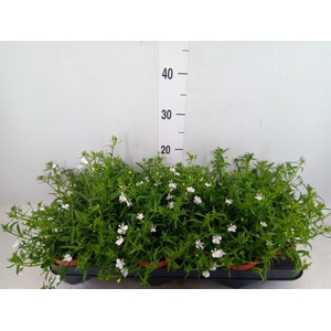 Lobelia erin. 'LagunTrail White'