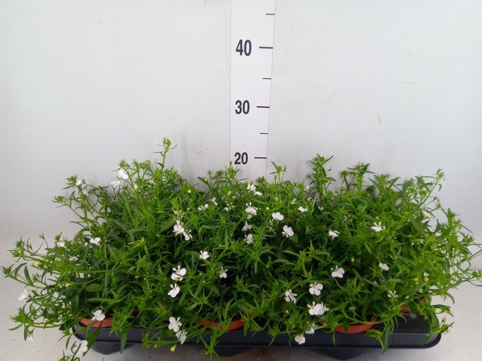 <h4>Lobelia erin. 'LagunTrail White'</h4>