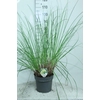 Cortaderia Selloana Pumila