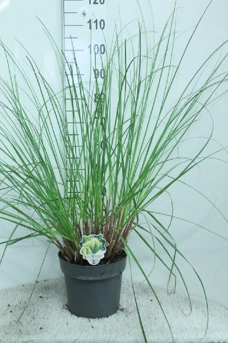 <h4>Cortaderia Selloana Pumila</h4>