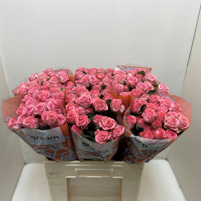 <h4>ROSA TR 'JESSY'</h4>