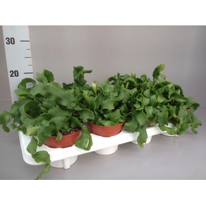 Epiphyllum guatem. var. monstrosa