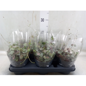 Ceropegia woodii ssp. woodii