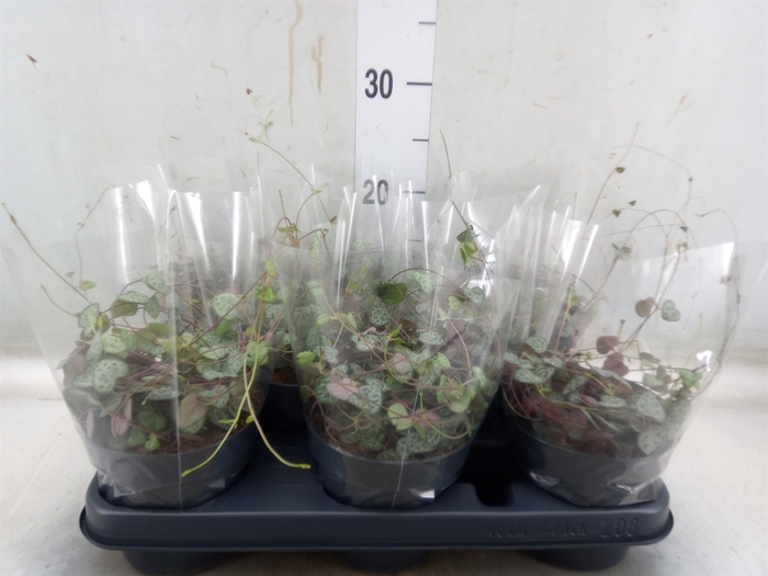 <h4>Ceropegia woodii ssp. woodii</h4>