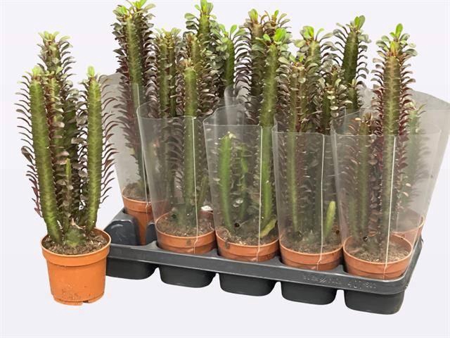 <h4>EUPHOR TRIG RUBRA</h4>