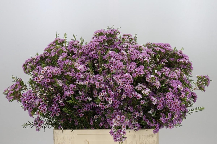 <h4>Chamelaucium Giselle</h4>