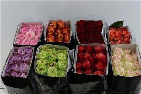 <h4>R Gr Gemengd In Doos Ecoflor</h4>