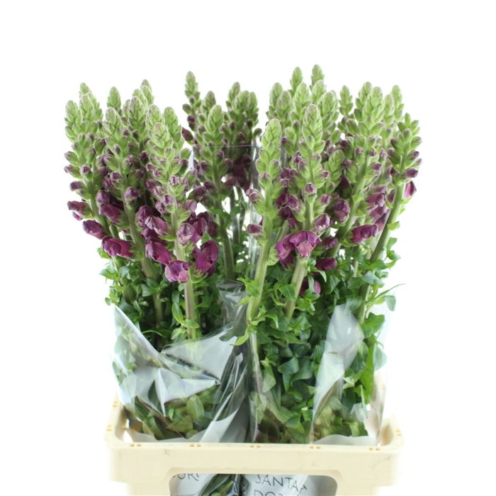 <h4>Antirrhinum Potomac Red</h4>