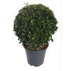 Euonymus japonicus Green Spire