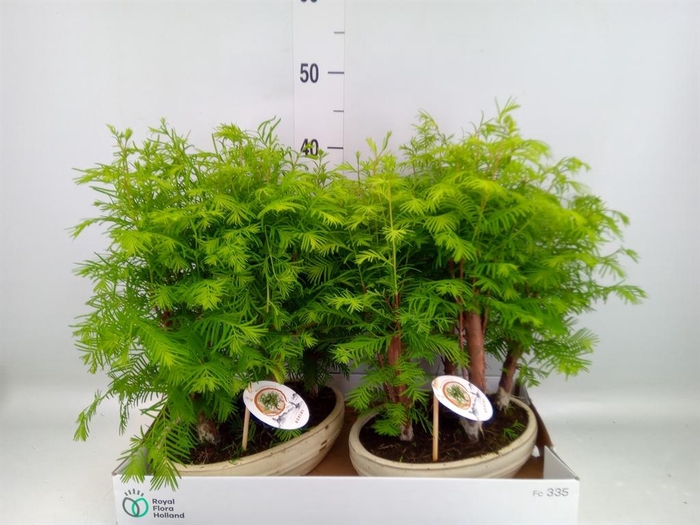 <h4>Bonsai   ...</h4>