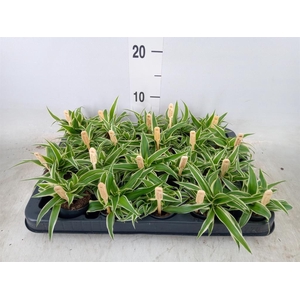 Chlorophytum com. 'Ocean'