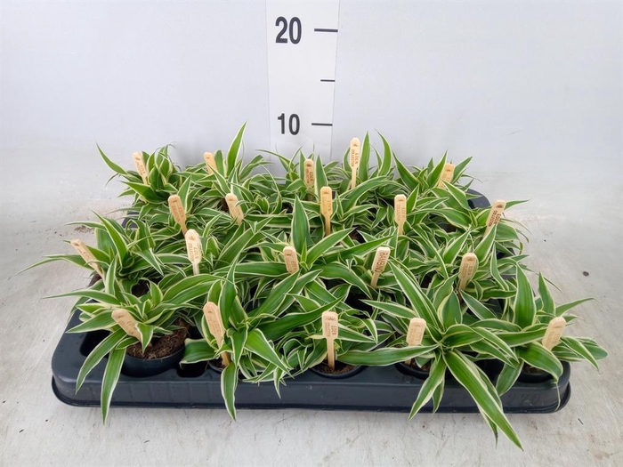 <h4>Chlorophytum com. 'Ocean'</h4>